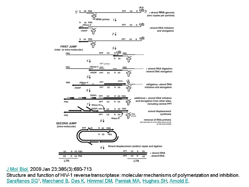 J Mol Biol. 2009 Jan 23;385(3):693-713 Structure and function of HIV-1 reverse transcriptase: molecular